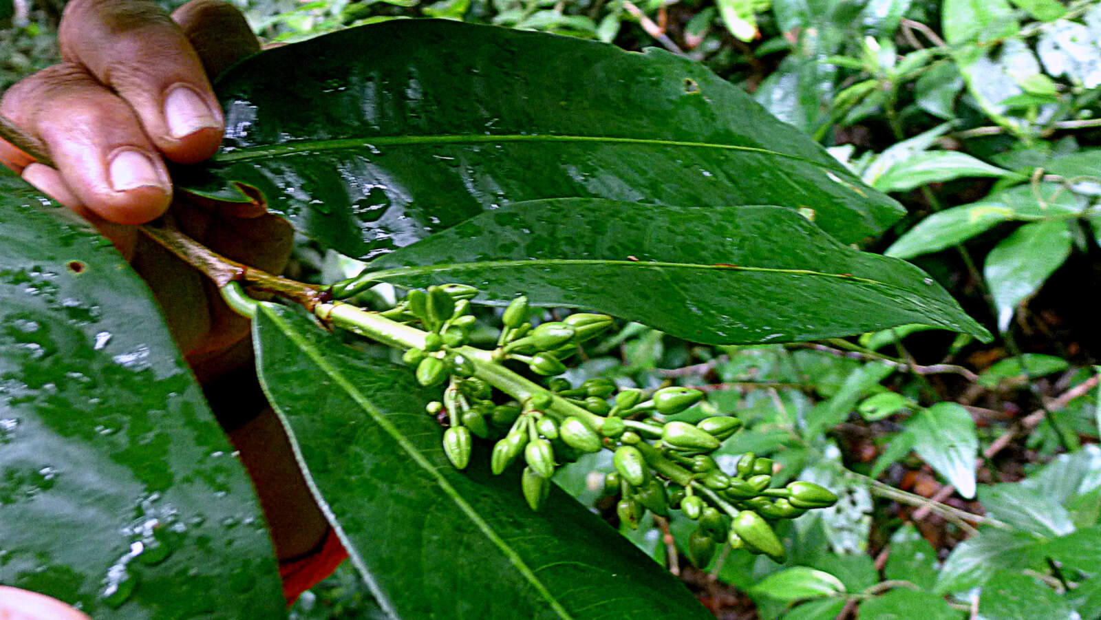 صورة Ouratea gigantophylla (Erhard) Engl.