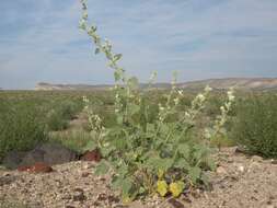 Image of desert globemallow