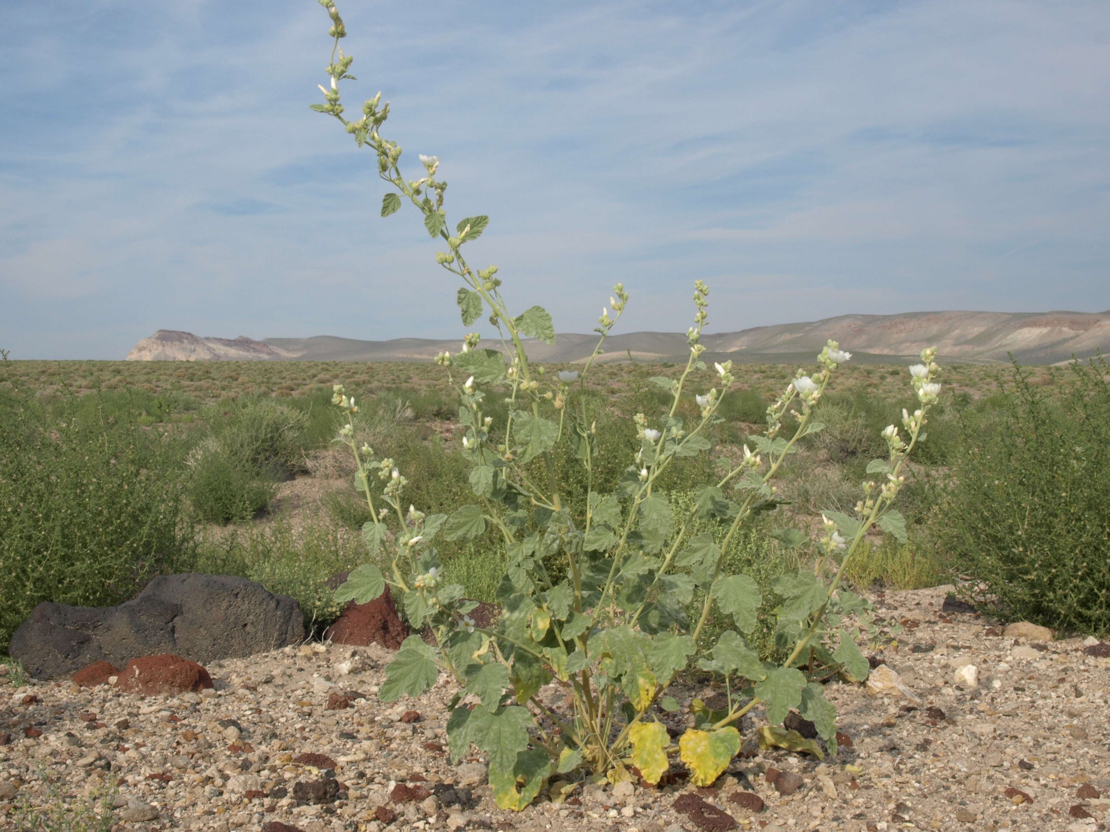 Imagem de Sphaeralcea ambigua A. Gray