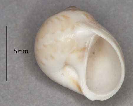 Image of Alder's necklace shell