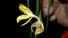 Image de Goeppertia brasiliensis (Körn.) Borchs. & S. Suárez