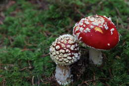 Image of Amanita