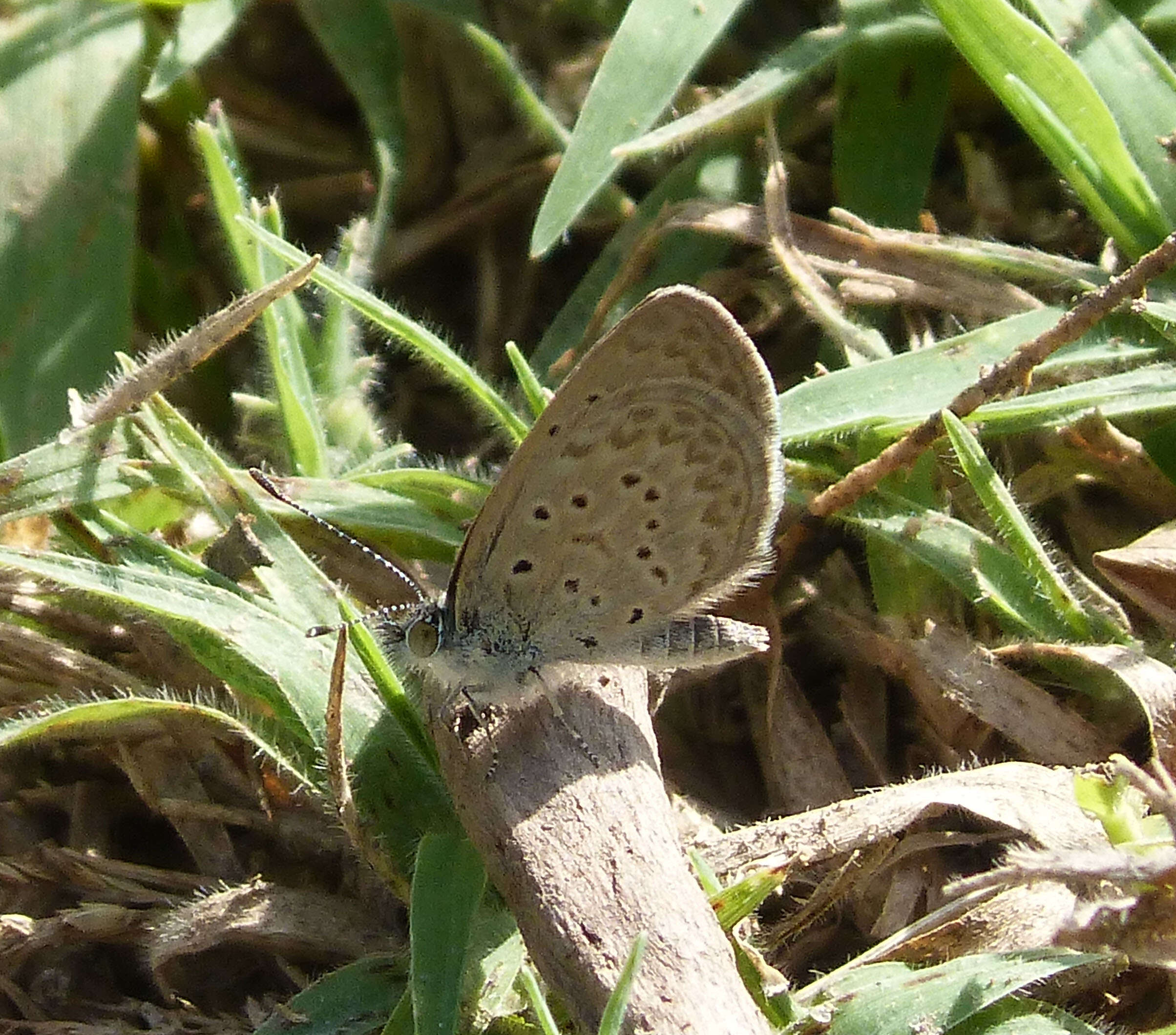 Image of Zizeeria knysna (Trimen 1862)