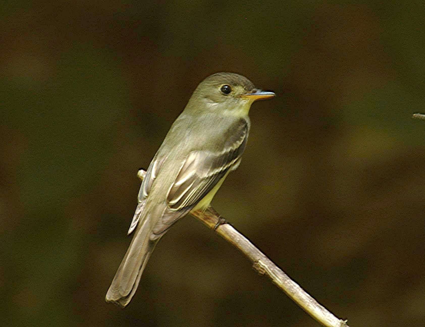 Imagem de Empidonax Cabanis 1855