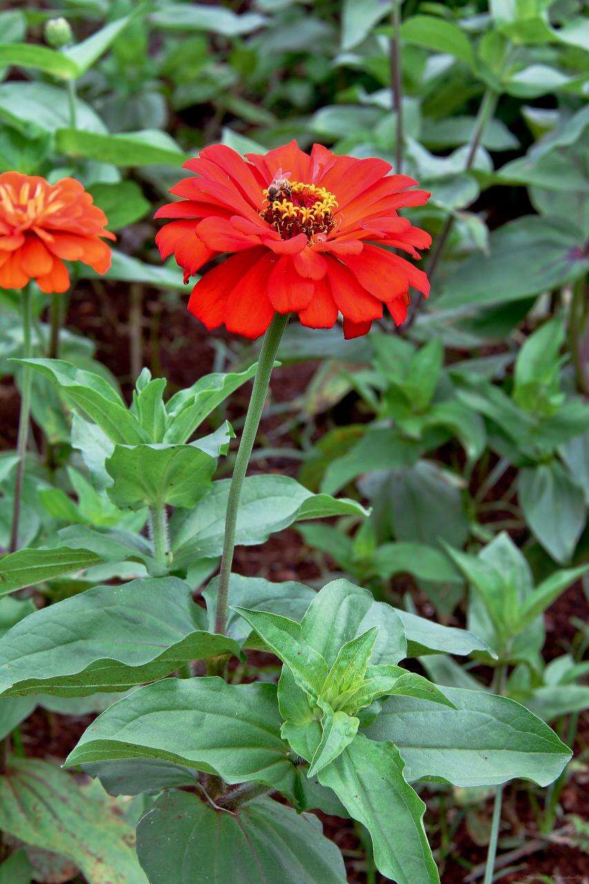 Image of Zinnia peruviana