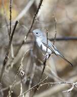 Image of gnatcatchers