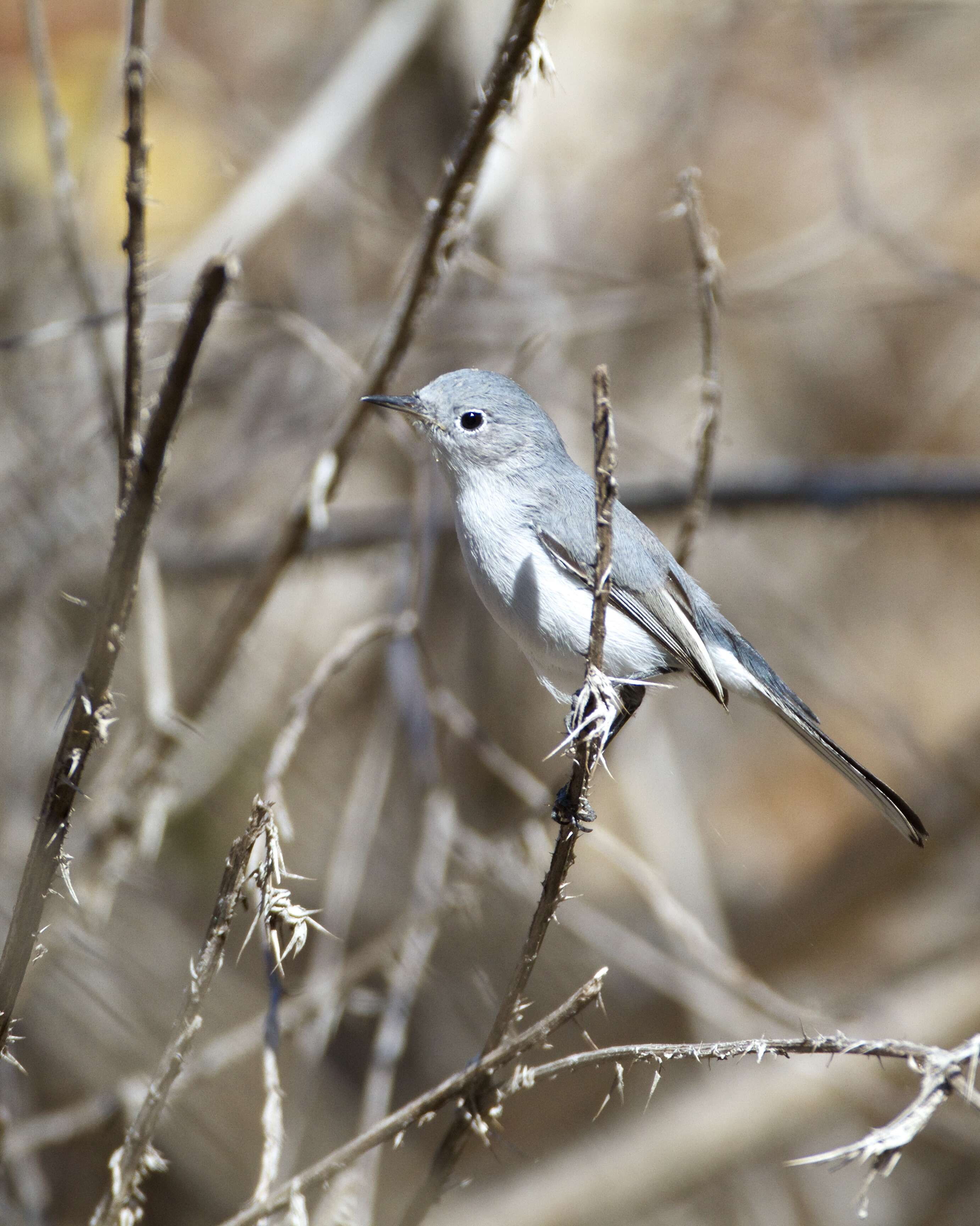 Image of gnatcatchers