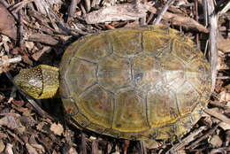 Image of Black-breasted Leaf Turtle