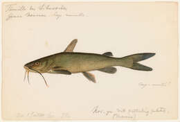 Image of sea catfishes