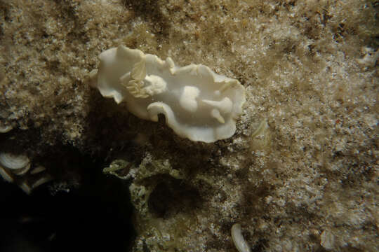 Image of orange edge white slug