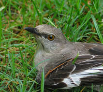 Image of Northern Mockingbird