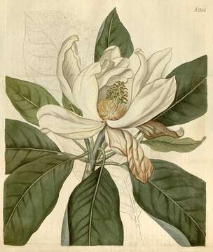 Magnolia thompsoniana de Vos的圖片