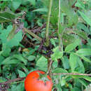 Image of Solanum pectinatum Dun.
