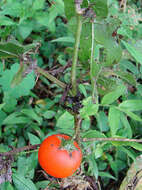 Image of Solanum pectinatum Dun.