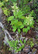 Imagem de Salvia glutinosa L.