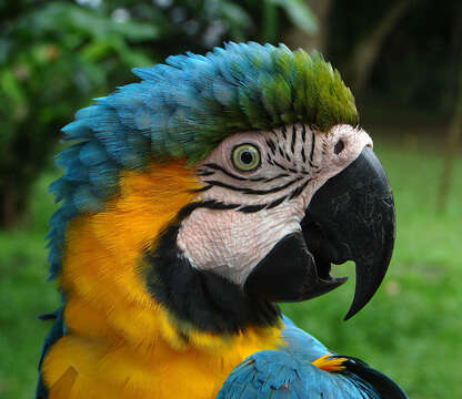 Image of macaws