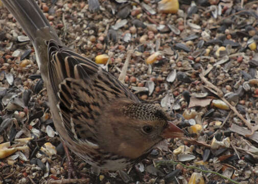 Image of Harris's Sparrow