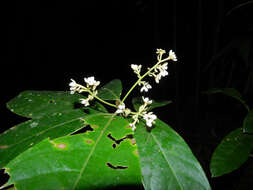 Image of Pleurothyrium golfodulcense W. Burger & N. Zamora