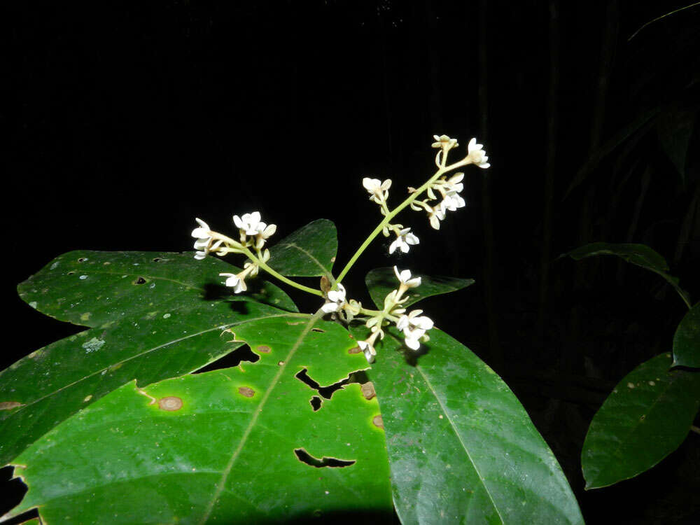 Image of Pleurothyrium golfodulcense W. Burger & N. Zamora