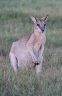 Image of Agile Wallaby