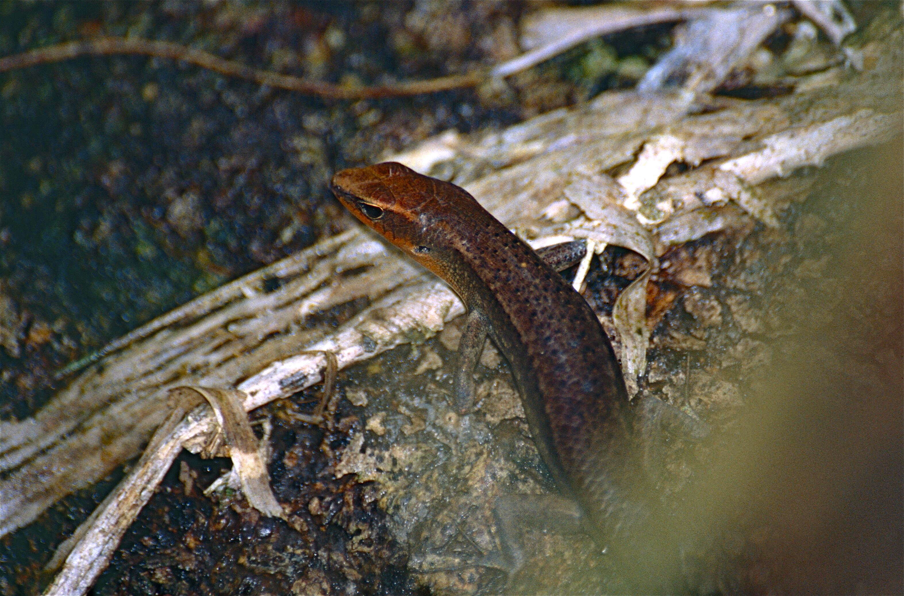 Image of Northern Red-throated Skink