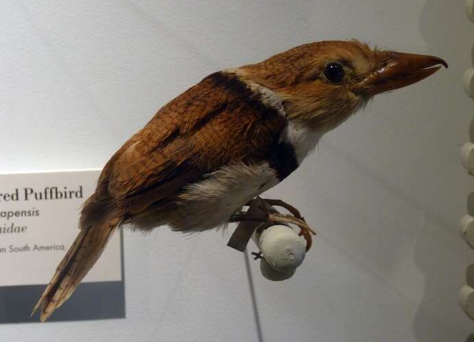 Image of Collared Puffbird