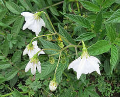 Image of divine nightshade