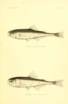 Plancia ëd Centrobranchus choerocephalus Fowler 1904