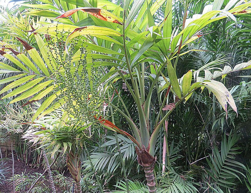 Image of parlor palm