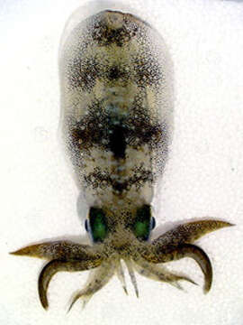 Image of Caribbean reef squid