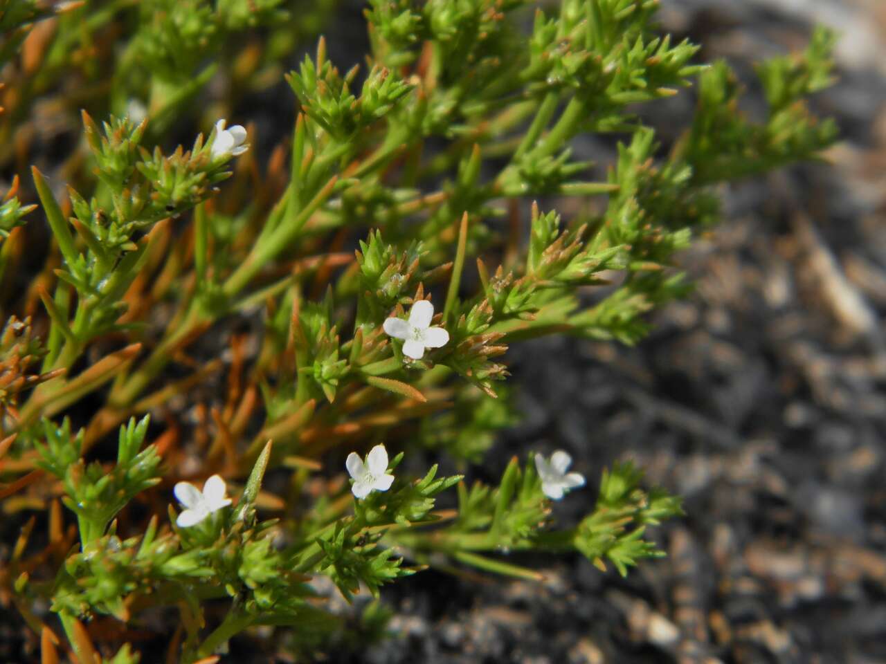 Image of Tetrachondraceae