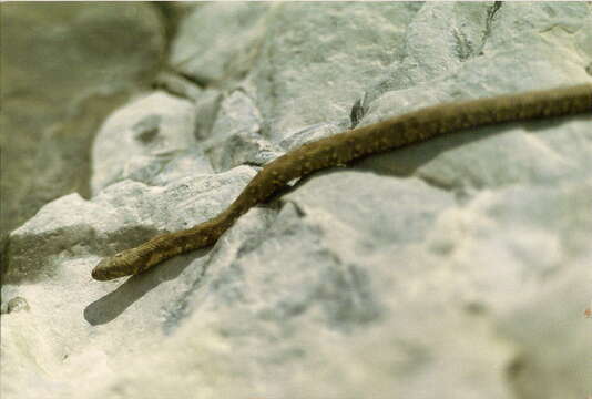 Image of Viperine Snake