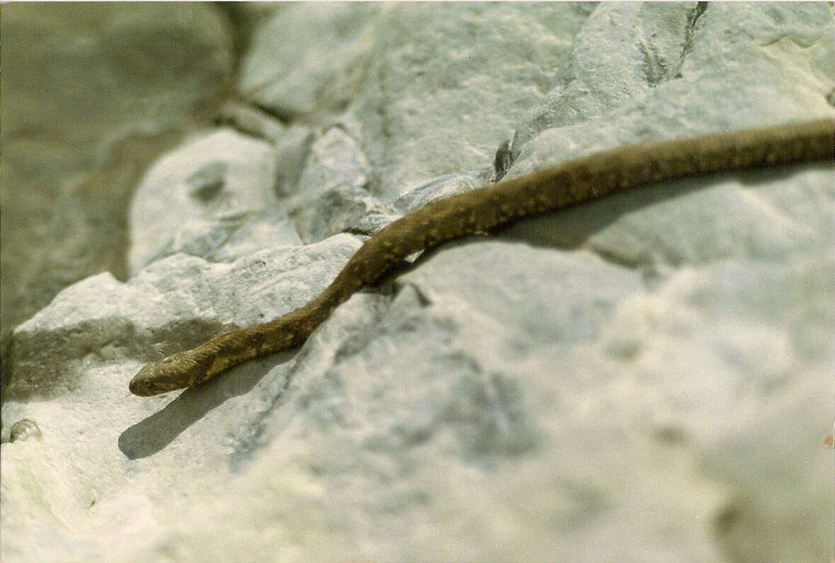 Image of Grass snakes