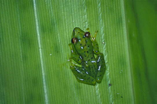 Image of Tsarafidy Madagascar Frog