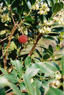 Image of madrone