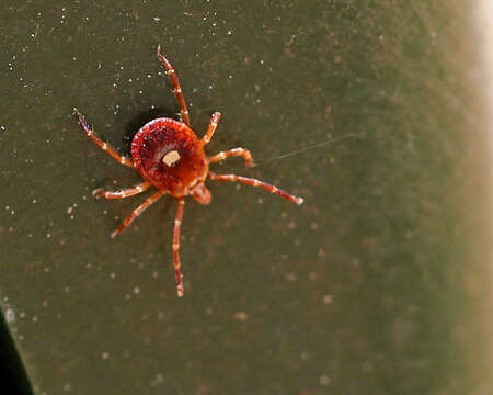 Image of Lone Star Tick