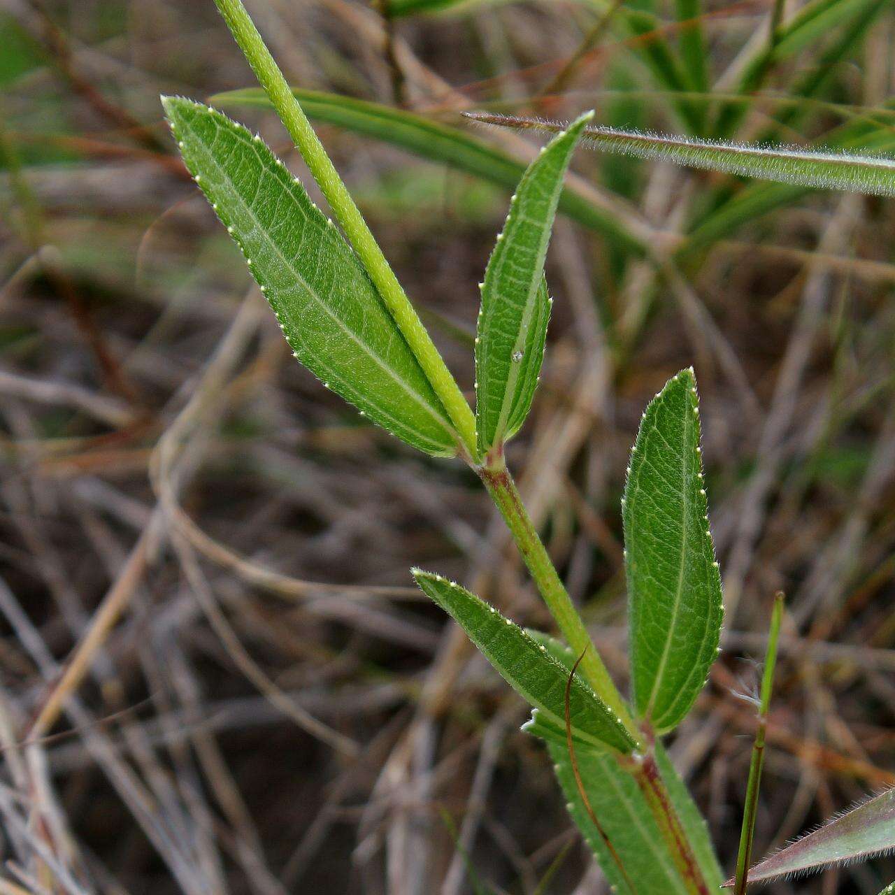 صورة Riencourtia oblongifolia Gardn.