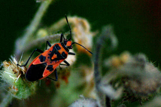 Image of black & red squash bug