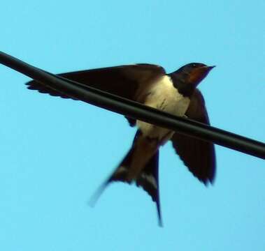 Image of Hirundo Linnaeus 1758