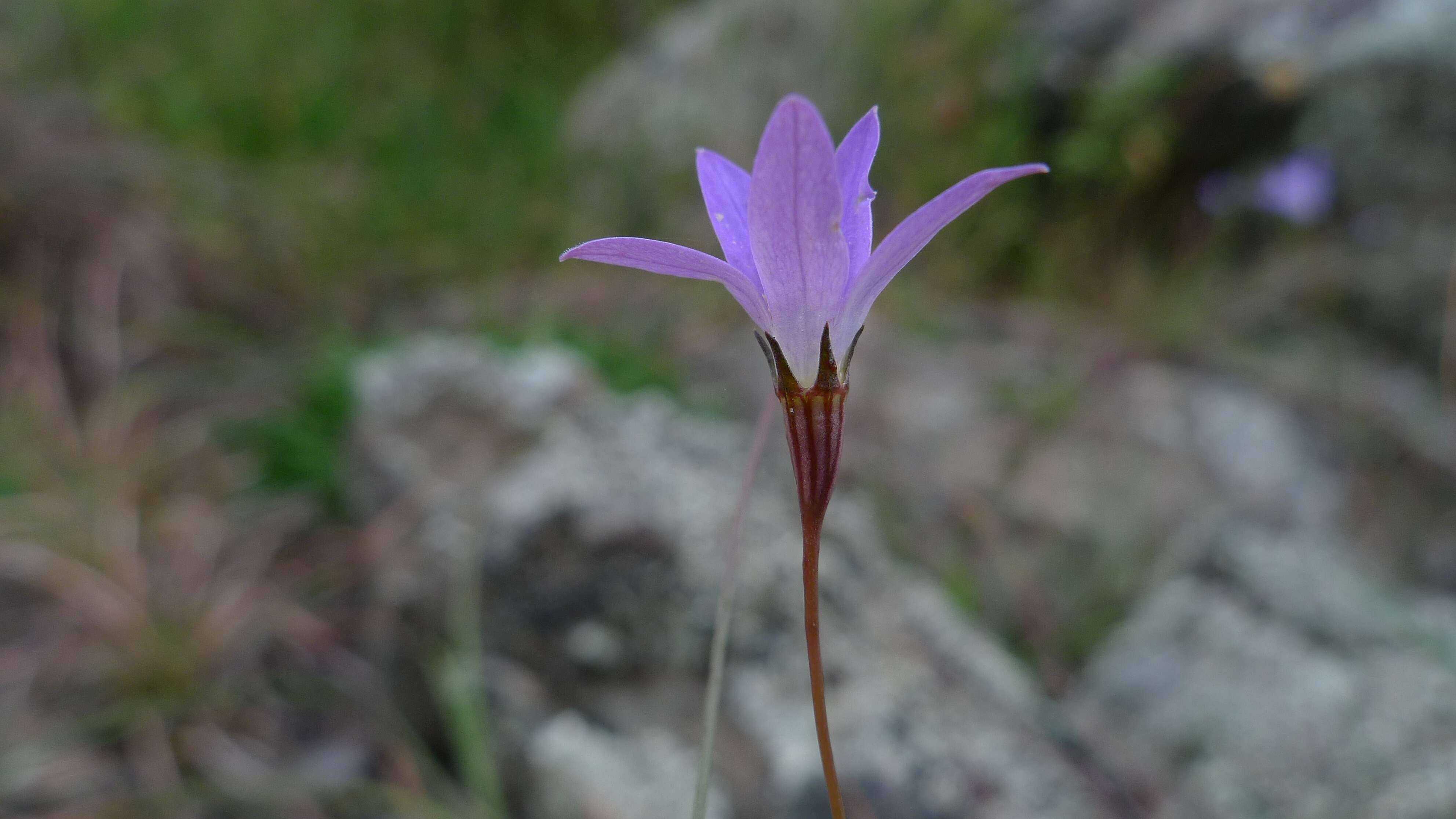 صورة Wahlenbergia luteola P. J. Sm.