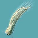 Image of Chaetonotus