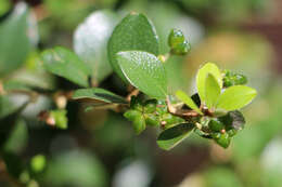 Imagem de Nematolepis frondosa (N. G. Walsh & Albr.) Paul G. Wilson