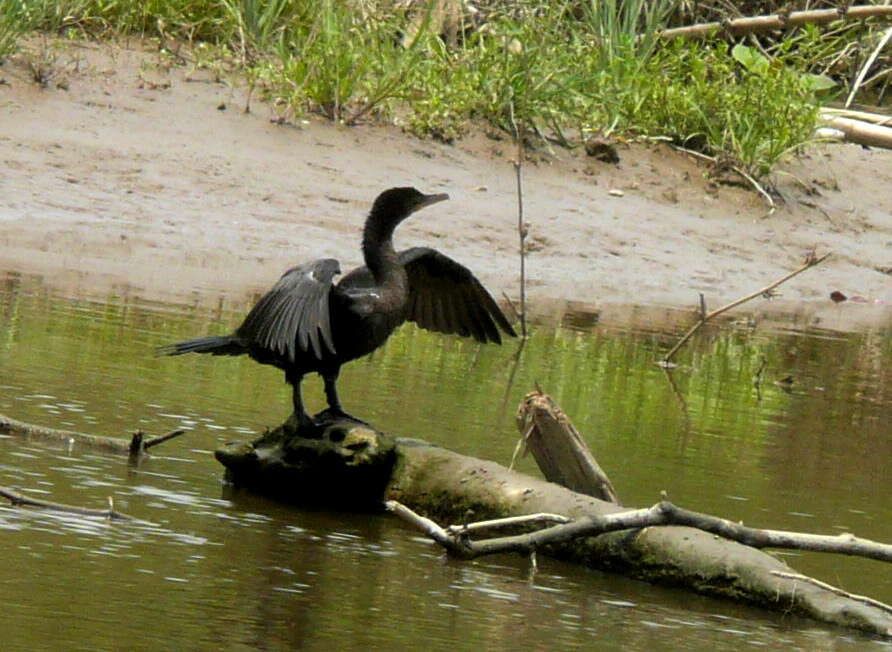 Image of neotropic cormorant