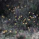 Image de Isotropis cuneifolia (Sm.) B. D. Jacks.