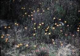 Слика од Isotropis cuneifolia (Sm.) B. D. Jacks.