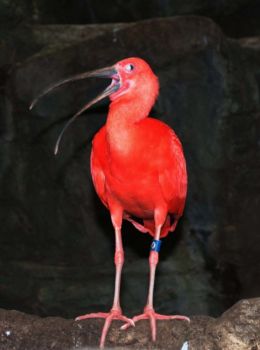 Image of Scarlet Ibis