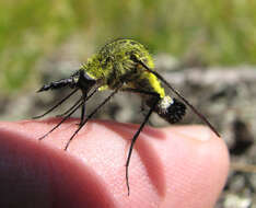 Image of Lepidophora lutea Painter 1962