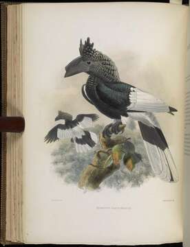 Image of Black-and-white Casqued Hornbill