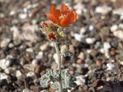 Image of small-leaf globemallow