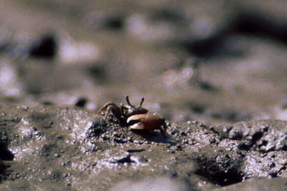 Leptuca inaequalis (Rathbun 1935) resmi